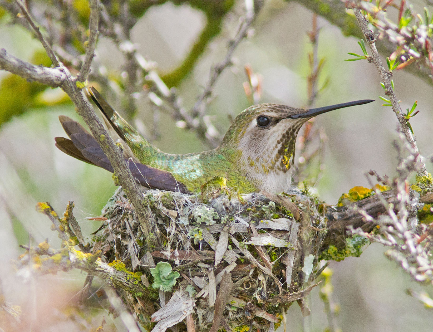 Hummingbird